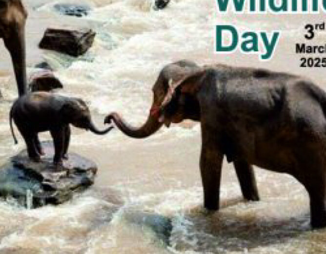 World Wildlife Day 2025